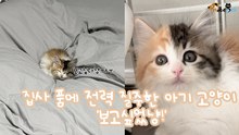 집사 품에 전력 질주한 아기 고양이 '보고싶었냥!'