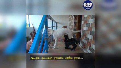 கோவில்பட்டி: ஆட்டுக் குட்டிக்கு தாயாக மாறிய நாய்: ஆச்சரியம் அடைந்த கிராம மக்கள்!
