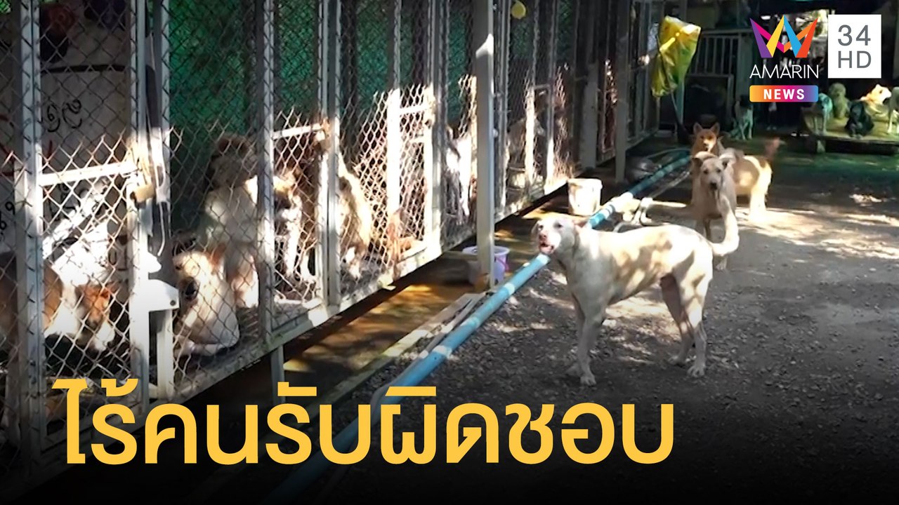 ชาวบ้านร้อง หมาจรกัดไก่ตาย 4 รอบ รวม 40 กว่าตัว | ข่าวเที่ยงอมรินทร์ | 22 ธ.ค.64
