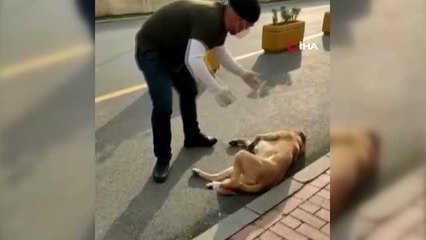 Can dosttan yarasını tedavi eden sağlık çalışanına vefa