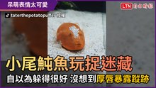 小尾魨魚玩捉迷藏 自以為躲得很好 沒想到「厚唇」暴露蹤跡
