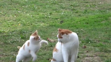 Best Friendship Of 2021 !! Inseparable Cats"