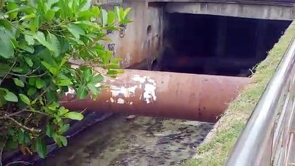 Calor! Capivara é flagrada se refrescando na praia do Leblon; veja vídeo