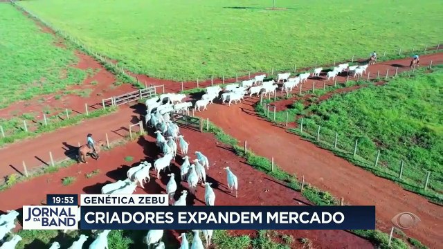 O Jornal da Band apresenta uma série de reportagens sobre a importância da genética zebu para a pecuária nacional. É a carne que o Brasil exporta para o mundo todo. E a intenção para 2022 é conquistar novos mercados.