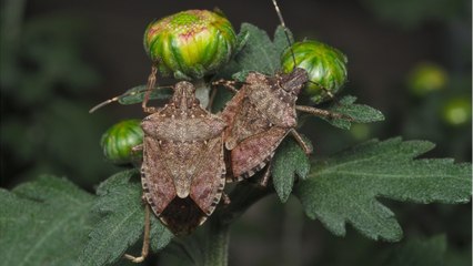 FEMME ACTUELLE - Comment se débarrasser des punaises diaboliques ?