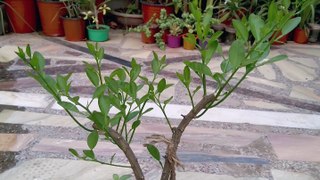 Lemon Bonsai Tree | Repotting and Pruning