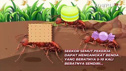 Kecil tapi Jago, Ini Alasan Semut Bisa Angkat Beban Lebih Berat dari Tubuhnya