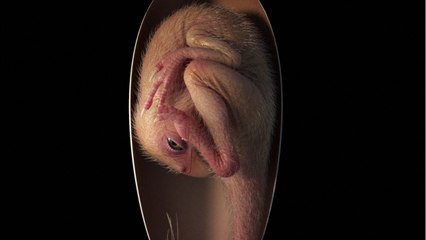 Chine : découverte d'un embryon de dinosaure "sur le point d'éclore"