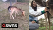 Meet the teen who opened her home last Christmas to an abandoned baby deer - named Comet after Santa's reindeer!