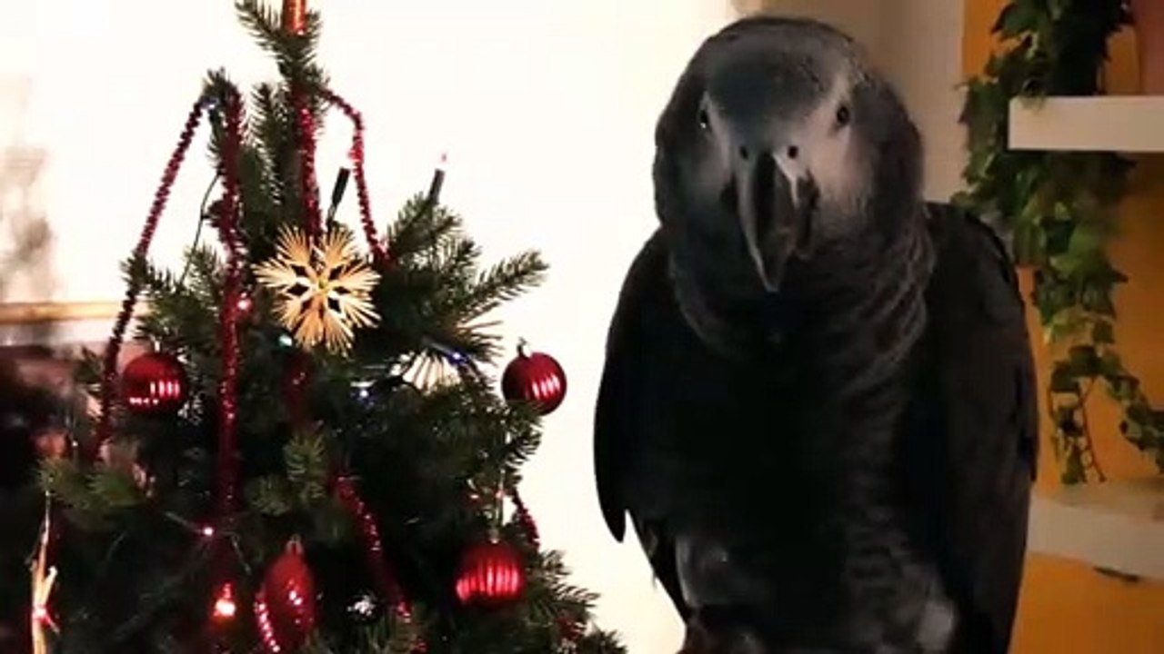 TALKING PARROT WISHES MERRY CHRISTMAS AND A HAPPY NEW YEAR