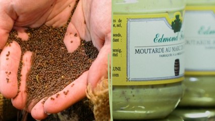 Changement climatique : la moutarde de Dijon en péril