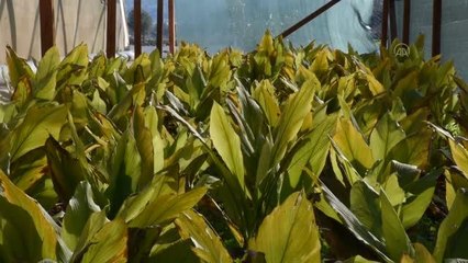 Hasadı yapılan zerdeçal, üreticisinin yüzünü güldürdü