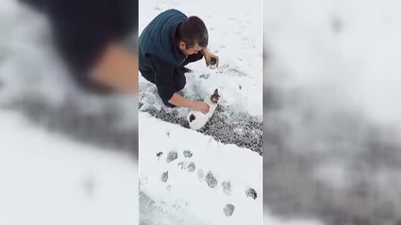 Başı konserve kutusuna sıkışan kediyi vatandaşlar kurtardı