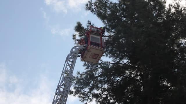 Son dakika haber | Ağaçta mahsur kalan kediyi itfaiye ekipleri kurtardı