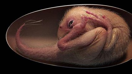 66 milyon yıllık dinozor embriyosu bulundu! Yumurtadan çıkarken donup kalmış