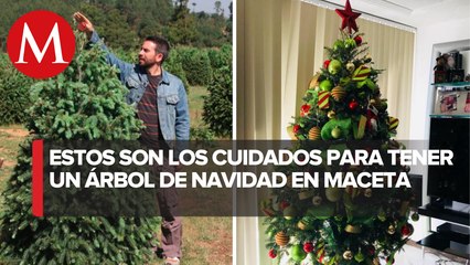 Renta de árboles de navidad naturales