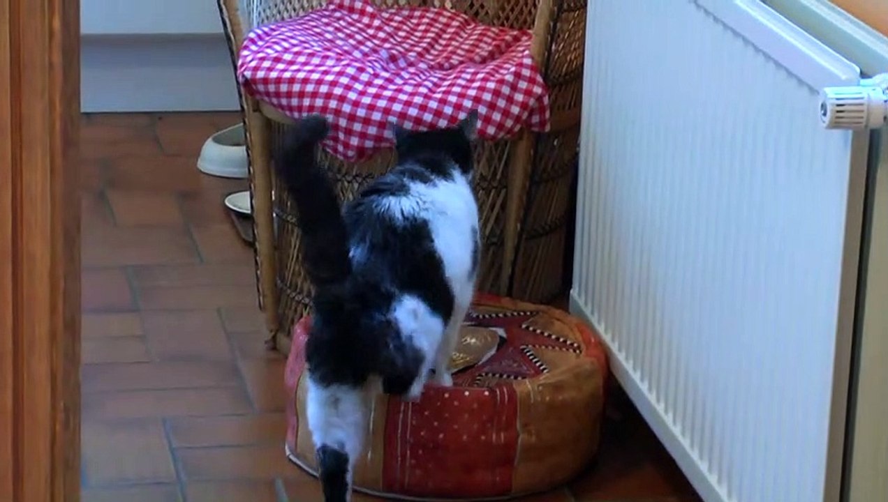 Ma chatte Didi se soigne