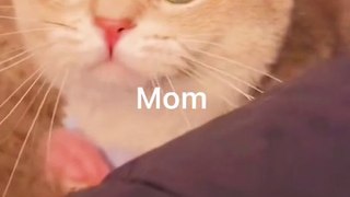 Baby Cat Saying Mom | Funny Cats | Cute Cats | AR Studio