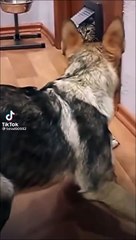Quand le chat montre au chien qui est le boss de la maison
