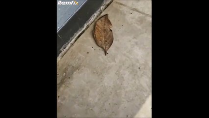 Le roi du camouflage... papillon ou feuille ???