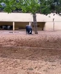 Ce buffle attaque une tortue mais il est plus sympa qu'il n'y parait !