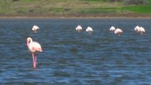 Flamingos take a dip in lake before migration