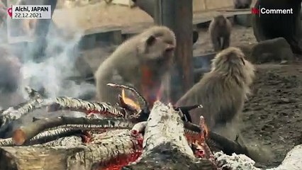 Monkeys gathering around a bonfire in Aichi zoo winter solstice custom