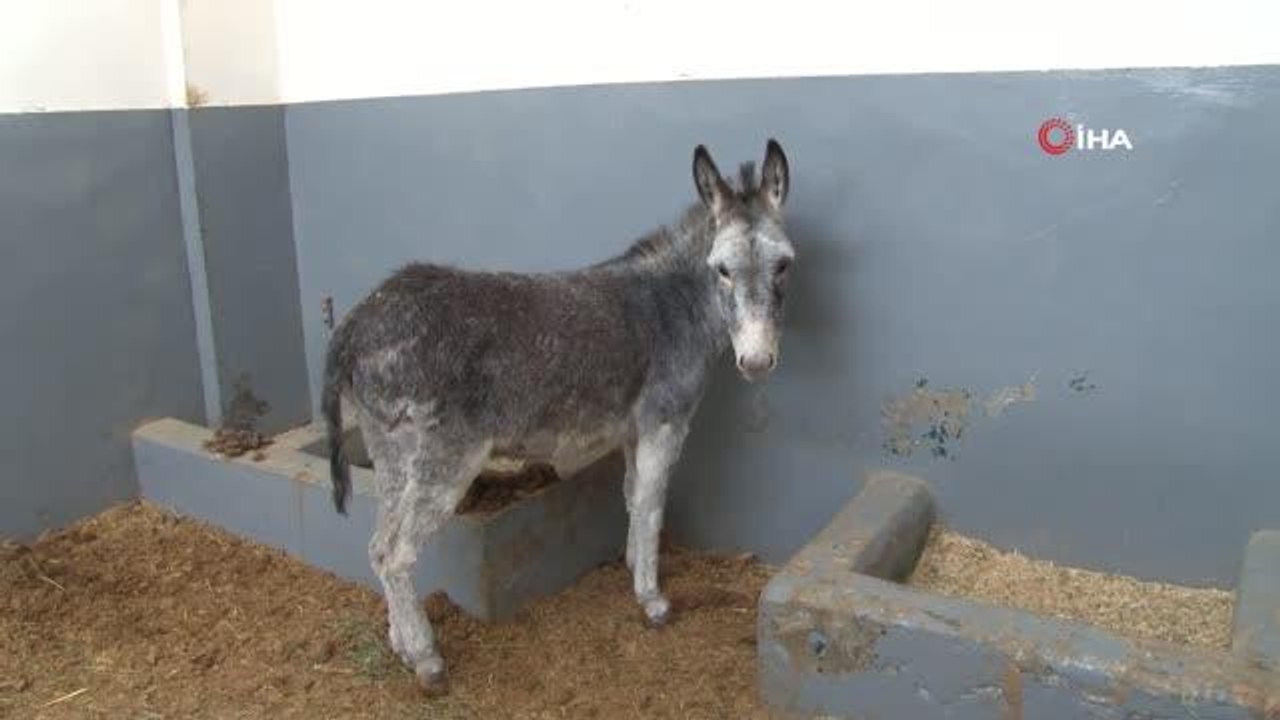 Kurt ve köpek saldırısı sonucu yaralanan sıpa, sağlığına kavuştuğu hayvan hastanesinin maskotu haline geldi