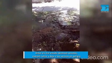 Árbol en mal estado destrozó veredas, rompió caños y deja a los vecinos en peligro