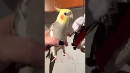 Bird Sings When Gently Shaken