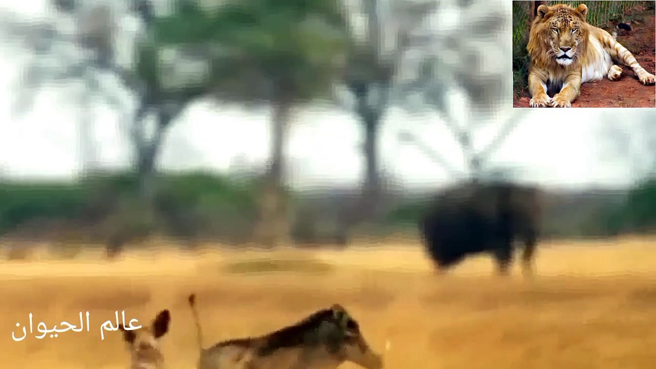 The struggle of predators in the attack on the pig 0