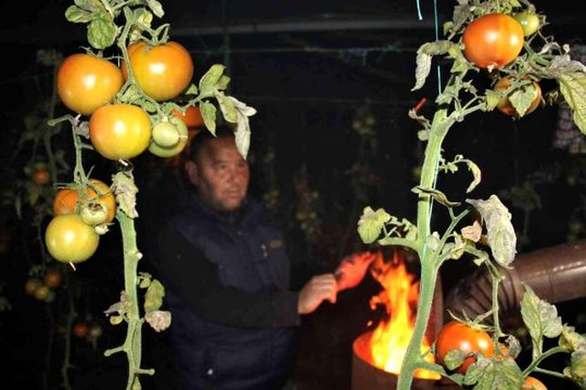 Mersin'de seralarda sobalar yakıldı, zirai don nöbeti başladı