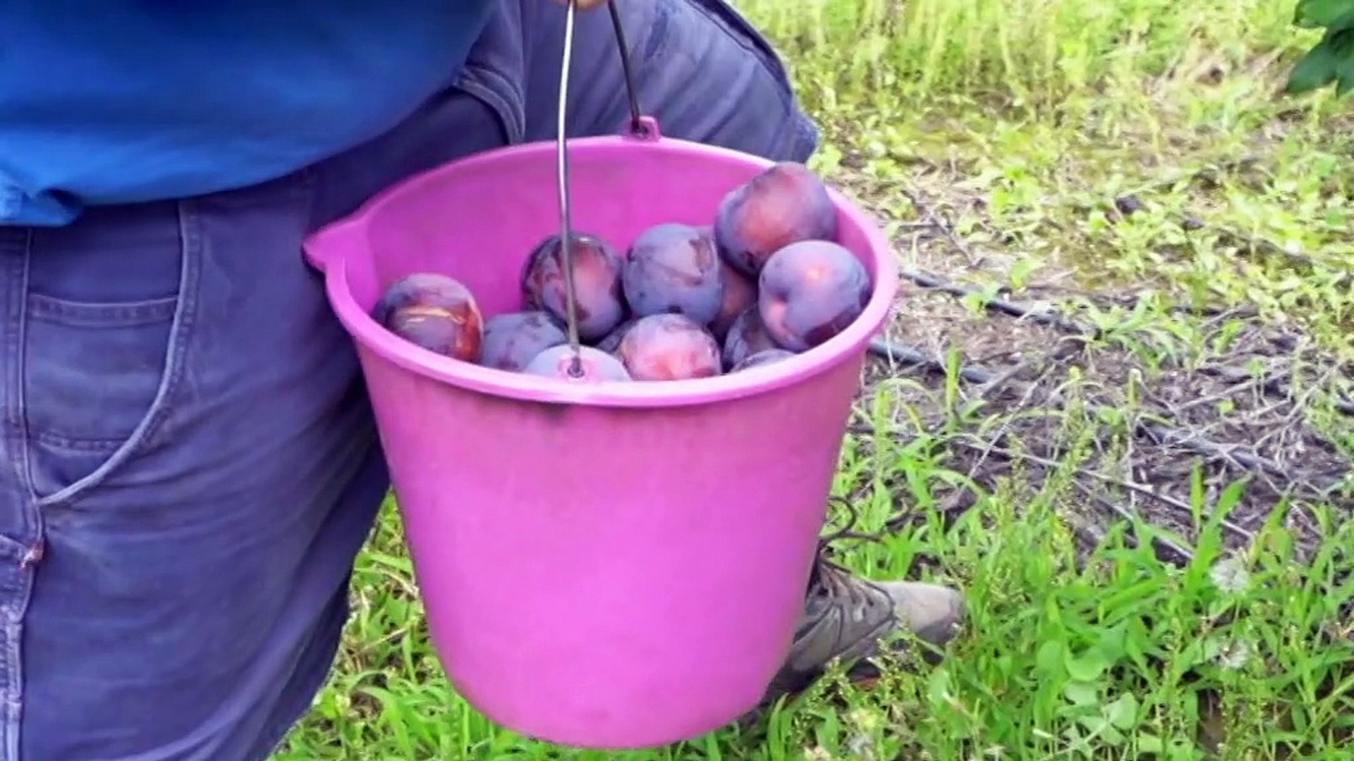Queensland fruit growers having best season in years
