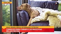 Consejos para cuidar a las mascotas en las fiestas