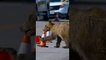 Grizzly Cub Plays with a Traffic Cone