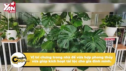 Năm mới, nhớ đặt cây cảnh trong nhà ở vị trí 'vàng' để tài lộc thêm hưng thịnh, may mắn | Điện Ảnh Net