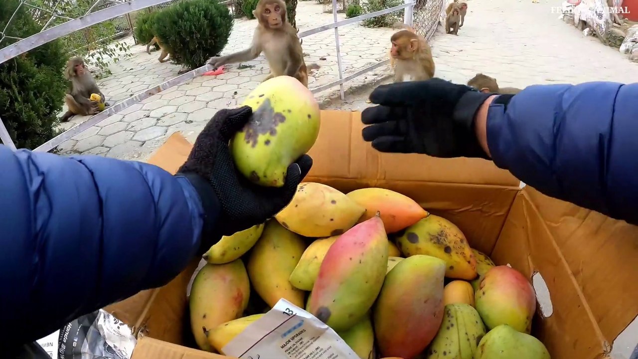 Mango that can't be carried __ feeding giant mango to the hungry monkey_Full-HD