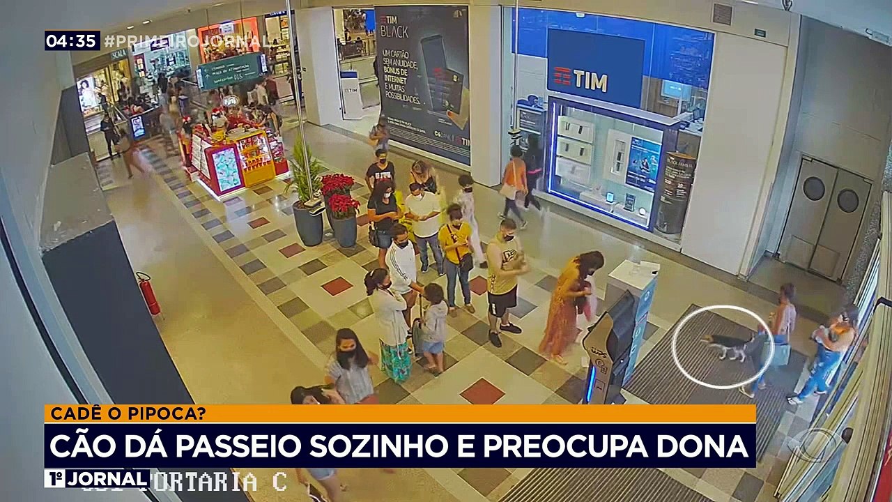 Um cachorro saiu de casa, pegou um ônibus e foi parar dentro de um shopping em Minas Gerais. Não bastasse, o animal ainda tirou fotos com o Papai Noel.