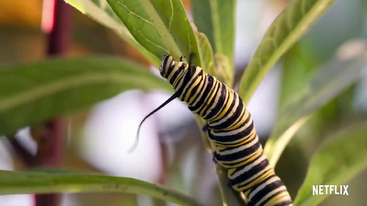 Tiny Creatures Saison 1 - Trailer (EN)