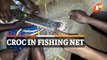 Watch: Gharial Stuck In Fishing Net Rescued