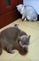 Cat Fighting Time | Funny Cats | Cute Cats | AR Studio