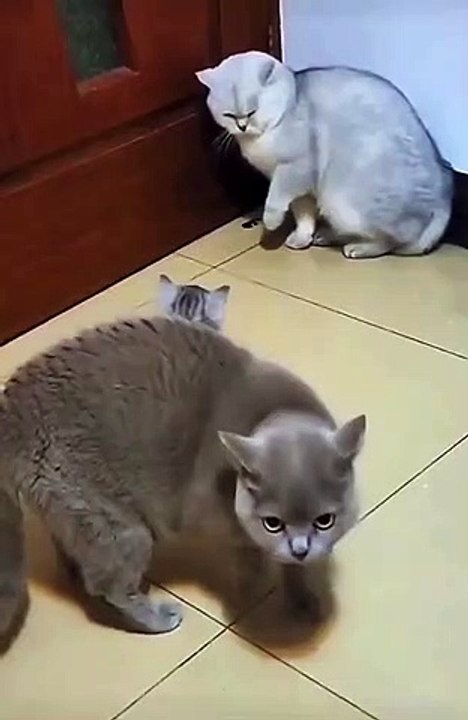 Cat Fighting Time | Funny Cats | Cute Cats | AR Studio