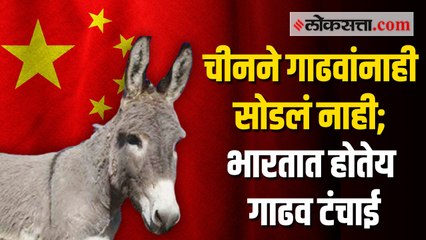 औषध निर्मितीसाठी चीन करतंय गाढवांची तस्करी; सर्वेक्षणातून समोर आली माहिती