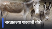 Theft of donkeys | भारतातल्या गाढवांची चोरी | Sakal Media