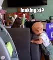 Funny Cat Reaction To Baby - FUNNY CAT VIDEOS #funnycat #catshorts #cat #cats #baby #babyandcats