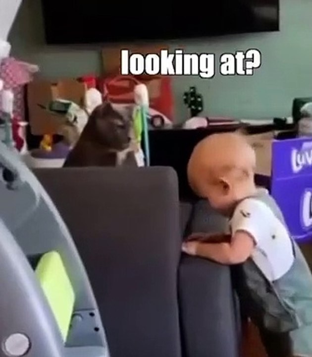 Funny Cat Reaction To Baby FUNNY CAT VIDEOS funnycat catshorts cat