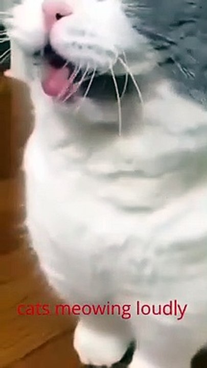 Kittens Meowing Loudly Baby Cats - Cute and Funny Cat Videos Compilation