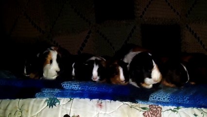 CAVIA PORCELLUS IRIS TURMERIC MARY TRIXIE CLOVER PARSLEY RJ CJ 102_7505