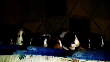 CAVIA PORCELLUS IRIS TURMERIC MARY TRIXIE CLOVER PARSLEY RJ CJ 102_7506