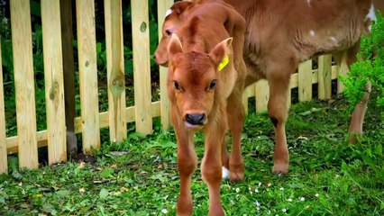 Meat the Family Saison 1 - Trailer (EN)